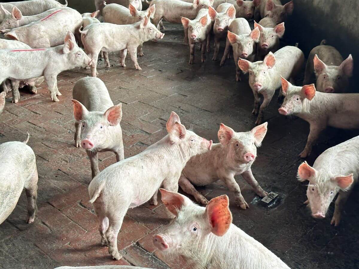 肉豬養殖產業的解決方案